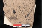 Foto (Detailansicht) von Araucaria sternbergii Goeppert (NHMW-GEO-2024-0188-8271)